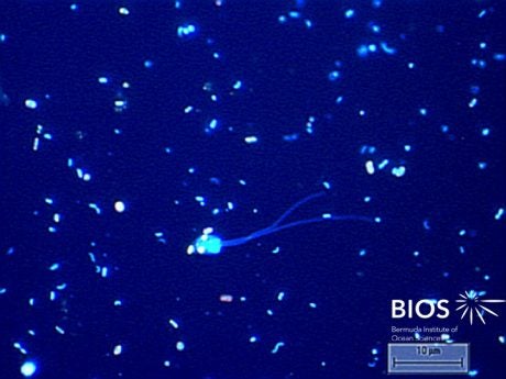 Photosynthetic nanoflagellate II