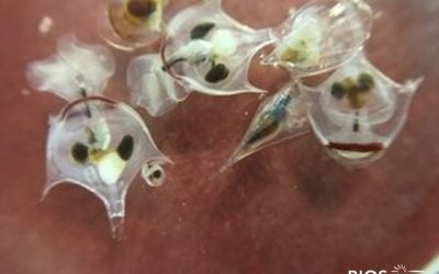 Plankton Profile: Thecosome Pteropods